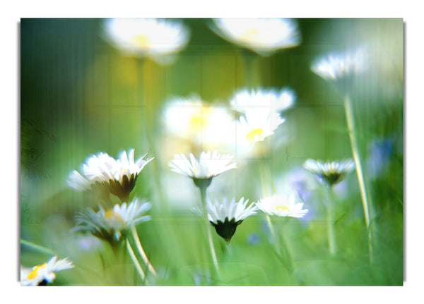Blurry Daisies