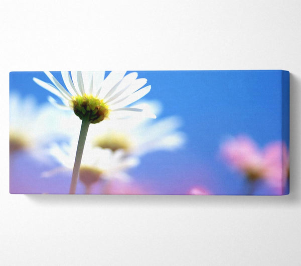 Daisies In The Sky