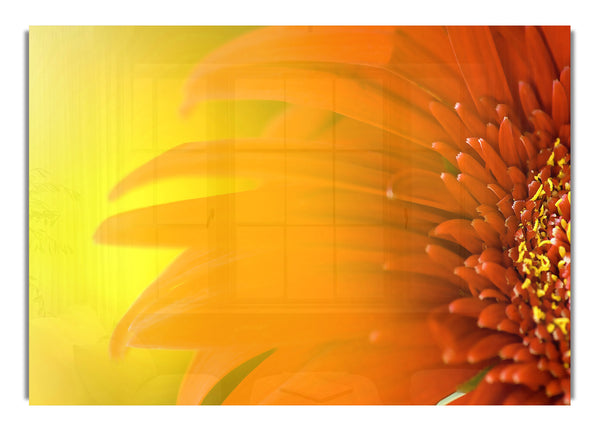 Orangenblume 2