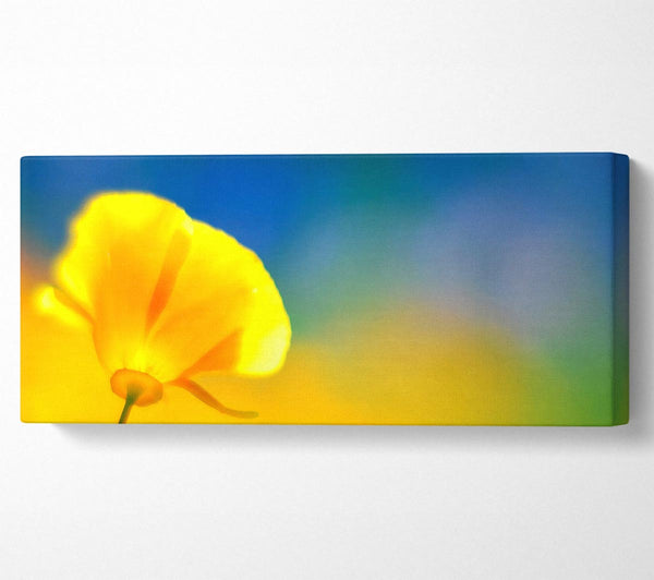 Kalifornischer Mohn gelb