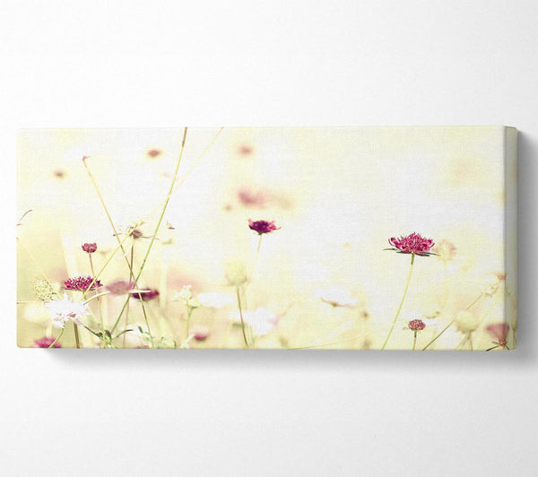 Wildblumen im atemberaubenden Sonnenlicht