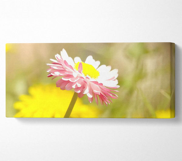 Schöne rosa Sommerblume