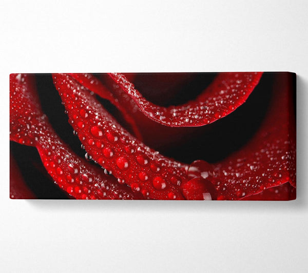 Samtige Rose mit Tautropfen