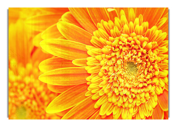 Orange gelbe Gerbera-Gänseblümchen-Makro