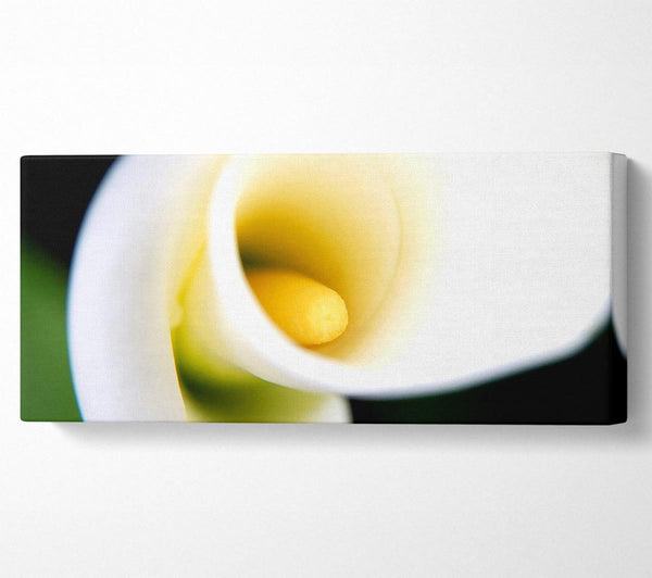 Weiße Calla