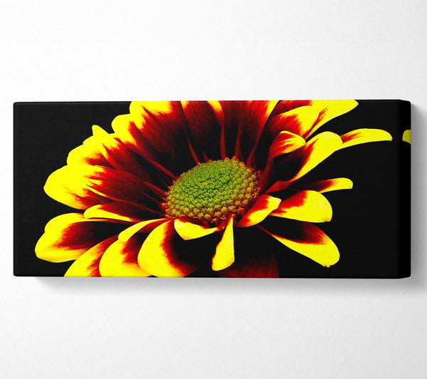 Flower On Black Background