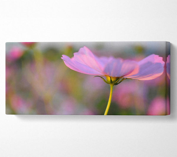 Eine andere Seite einer Mohnblume