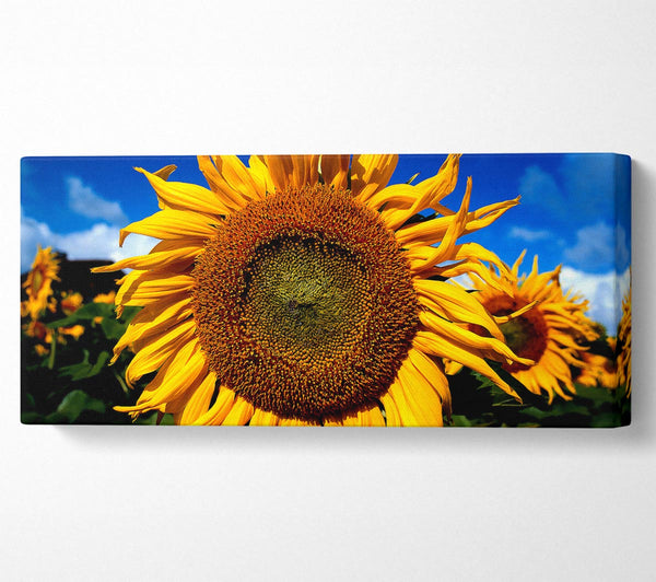 Huge Sunflower Faces