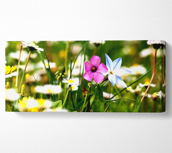 Flowers Field