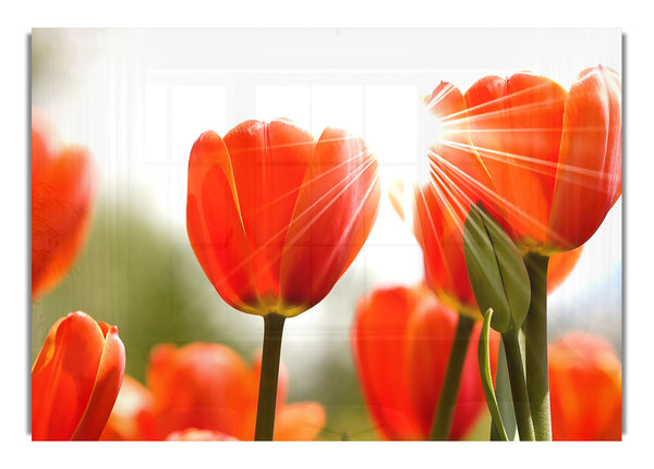 Orange Tulpen