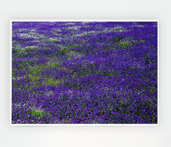 Field Of Purple Flowers Print Poster Wall Art
