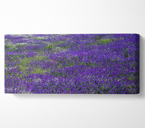 Field Of Purple Flowers