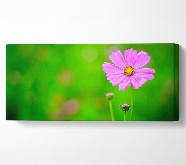 Pink Flower Green Background