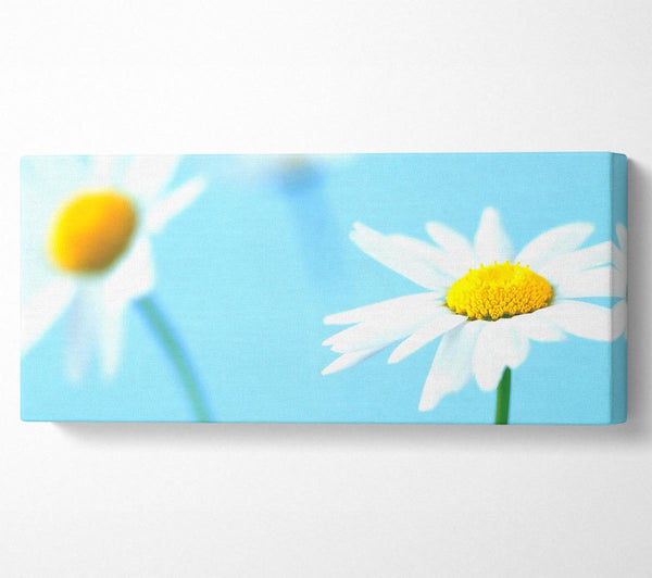 Weiße Gänseblümchen auf Blau