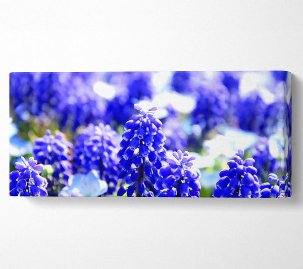 Grape Hyacinths