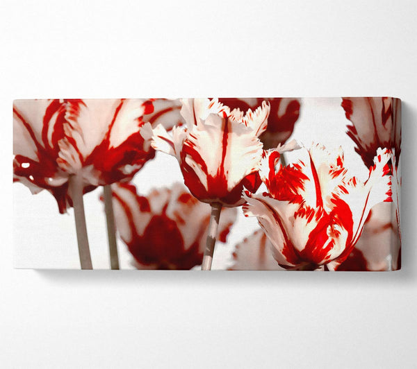 Parrot Tulips Red n White