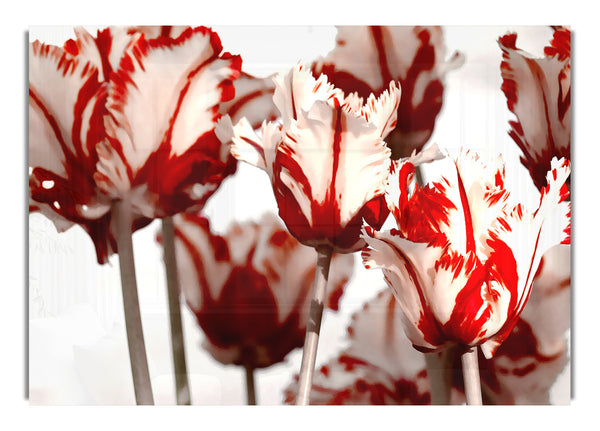 Papageien-Tulpen 2