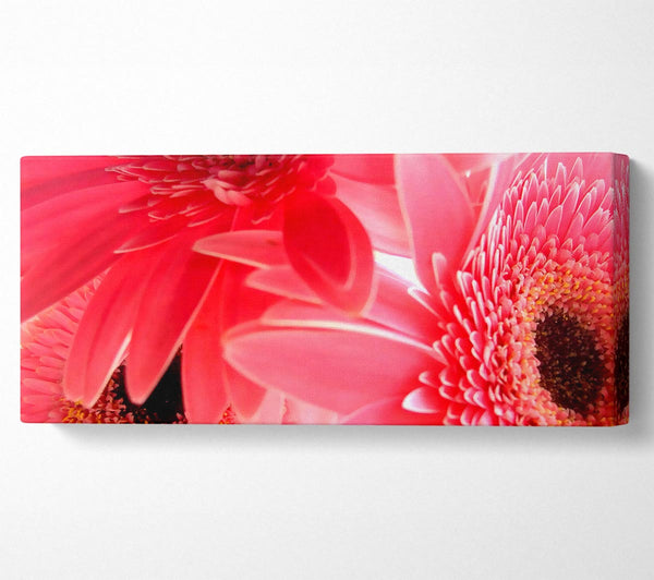 Pink Gerbera Flower Mayhem