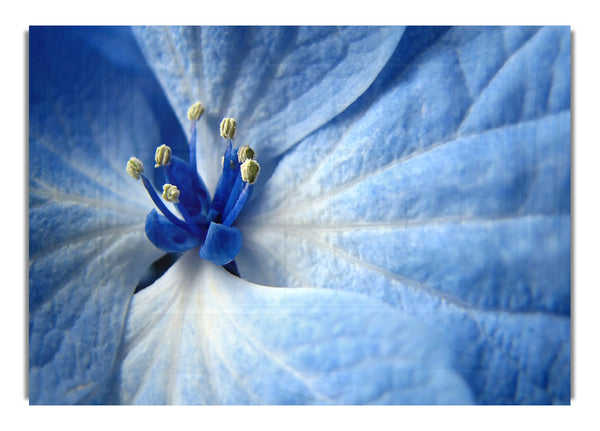 Blaue Blume 6