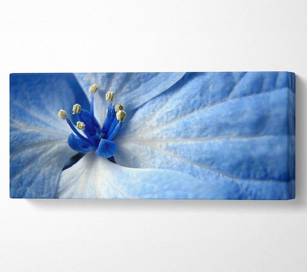 Weiche blaue Blume