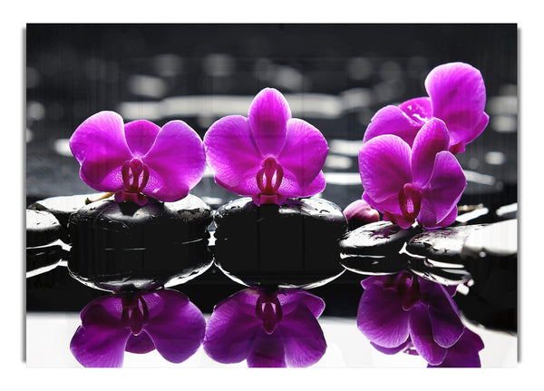 Orchideen