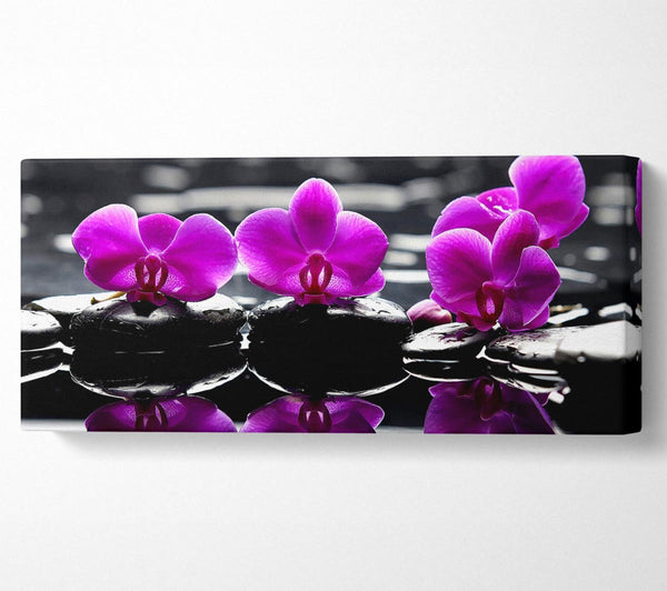 Trio von Orchideen