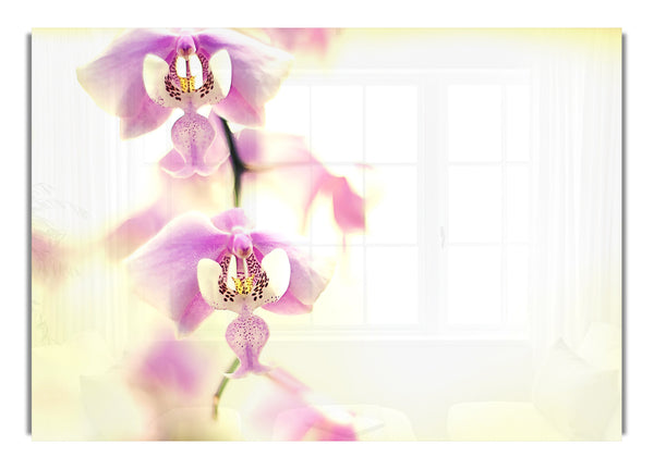 Orchidee für Desktop