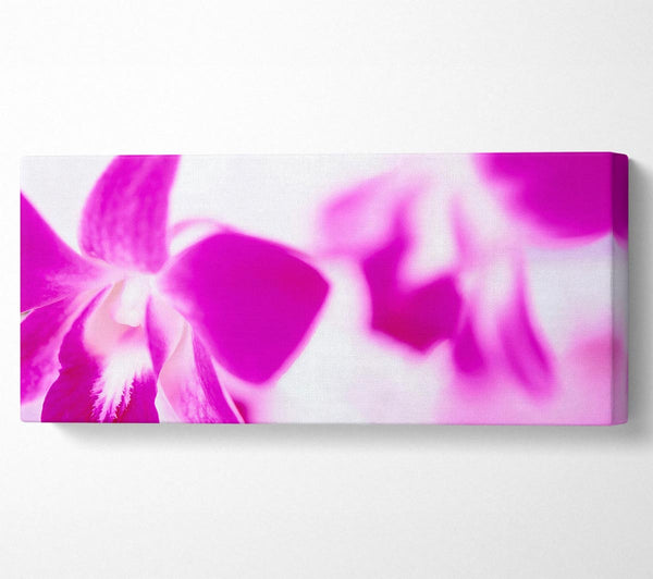 Purple Flowers On White Background