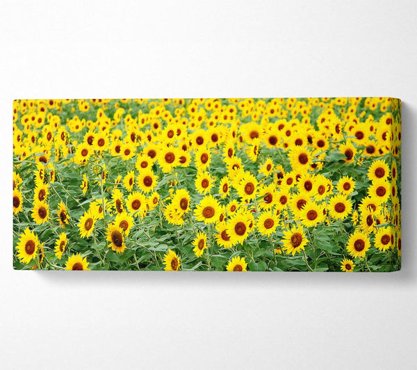 Sonnenblumenfeld