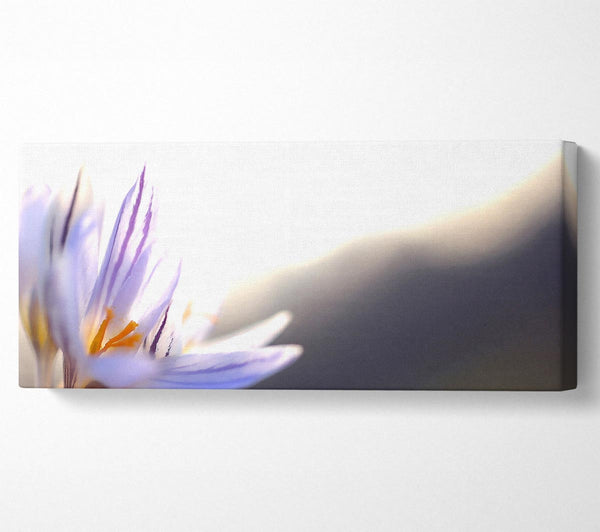 Frühlingsblumen Krokus