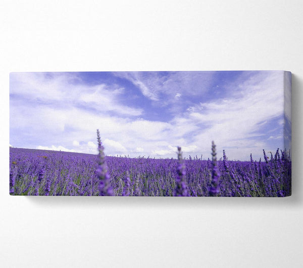 Lavender Field In The Sky