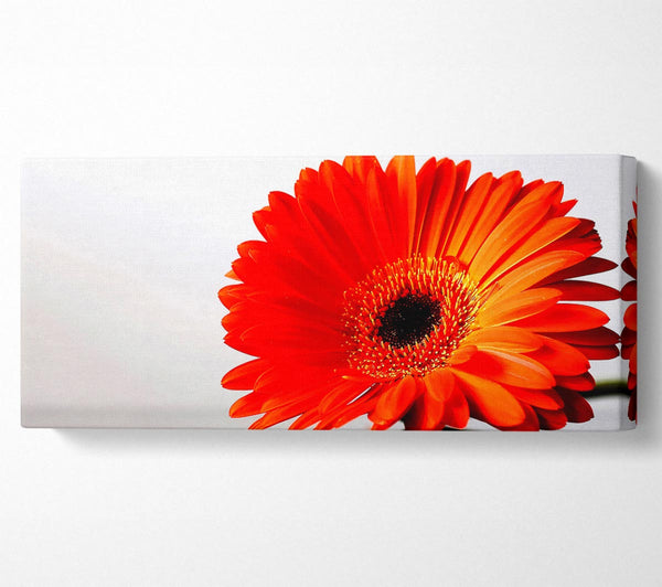 Gerbera Daisies Reflection