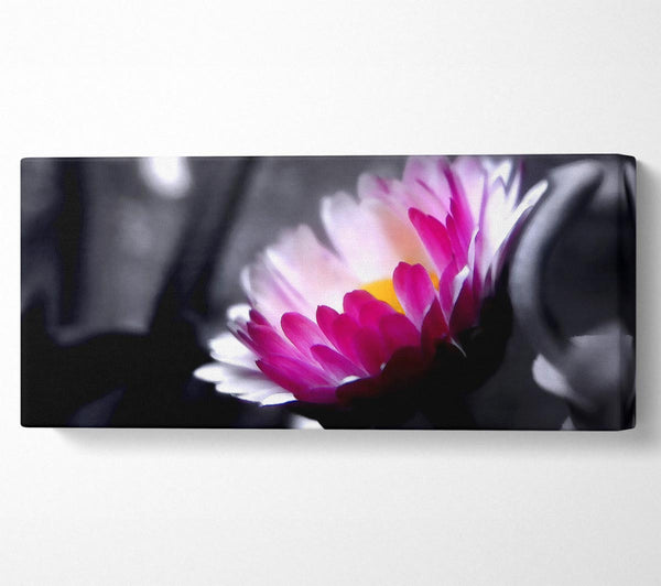 Pink Flower On Black And White Background
