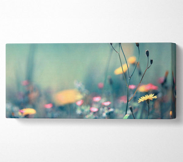Dandelion Garden