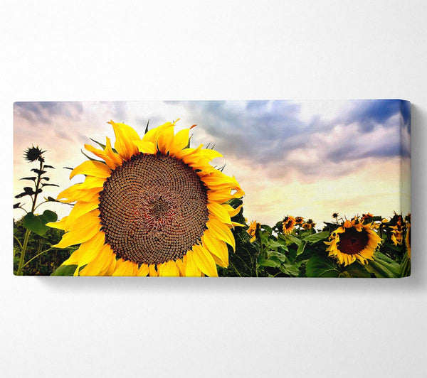 Sonnenblume hautnah am Himmel