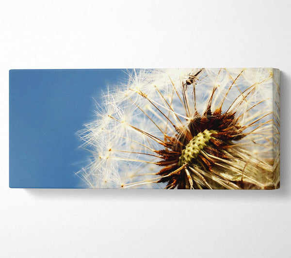 Dandelion Skies