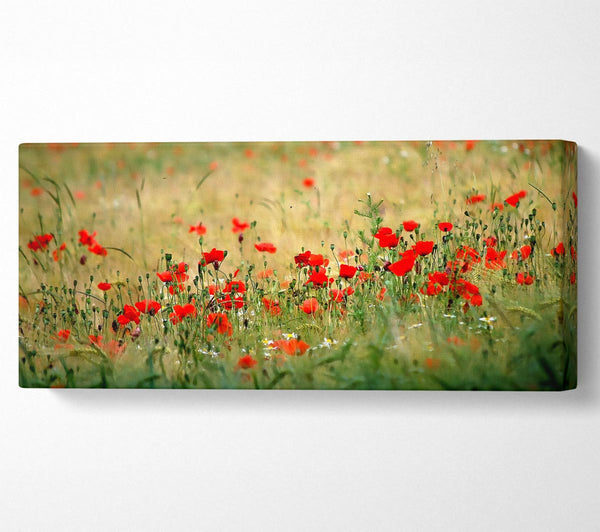 Poppies In The Field