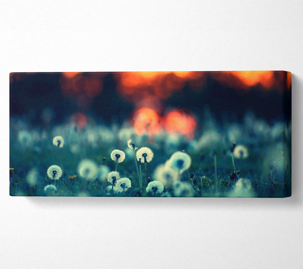 Dandelions At Sunset