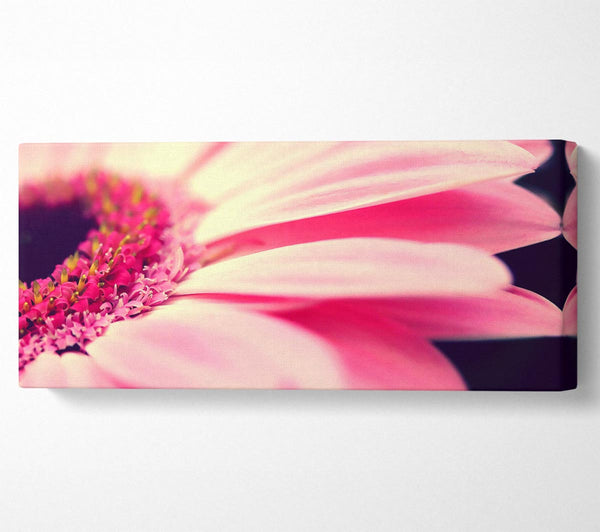 Gerbera Pink Petal Close-up
