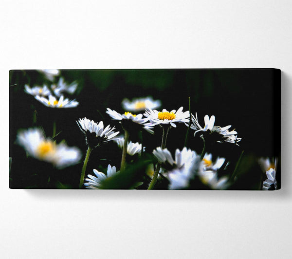 Grass And White Flowers
