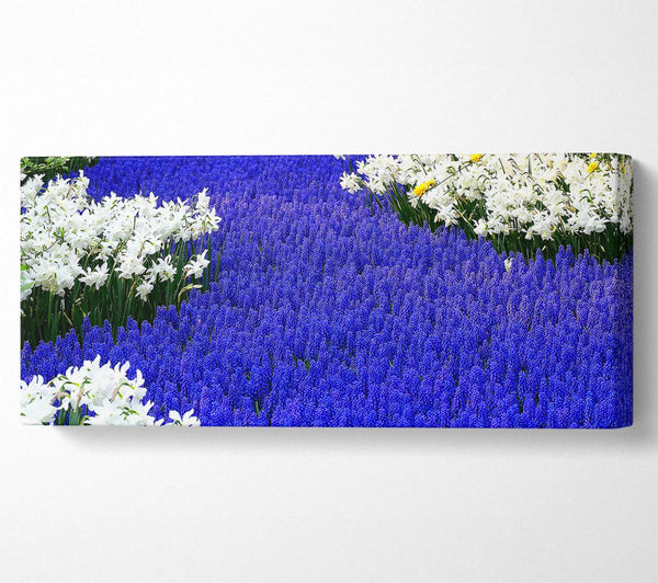 Grape Hyacinths And Daffodils