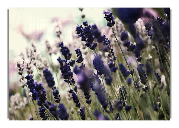 Lavendelblüten 3