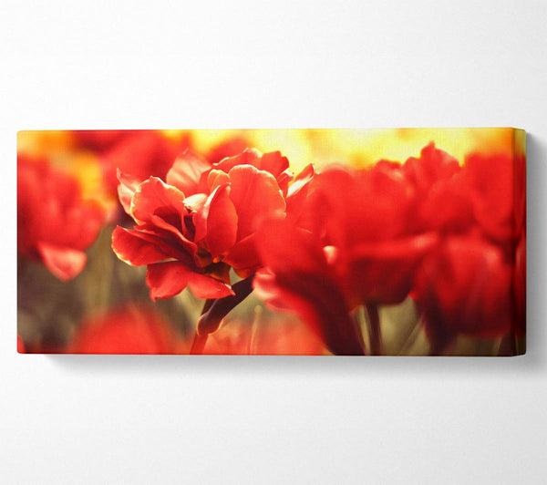 Schöne rote Blumen