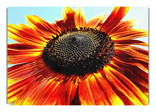 The Sunflower