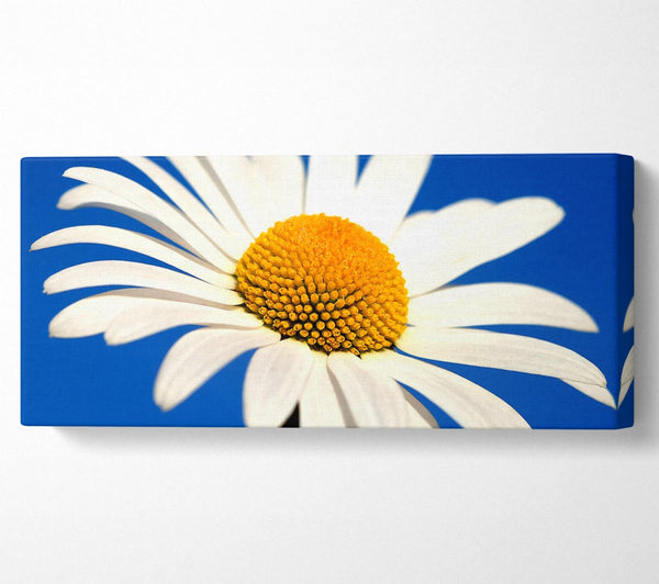 Weißes Gänseblümchen vor blauem Himmel