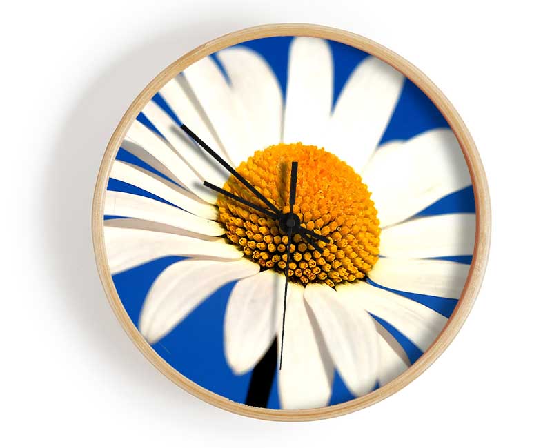 White Daisy Against A Blue Sky Clock - Wallart-Direct UK