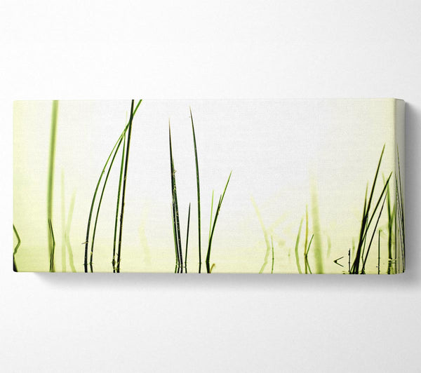 Water Grass