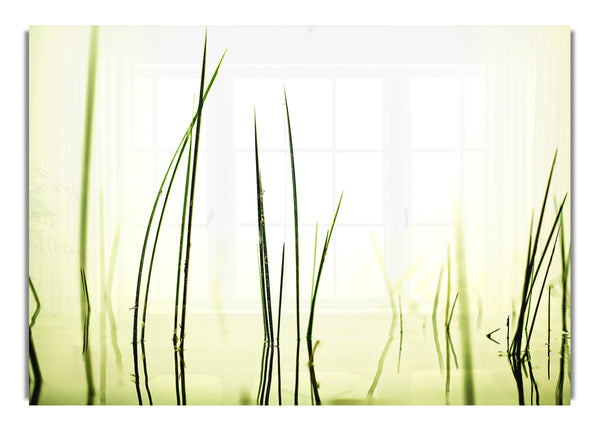 Water Grass