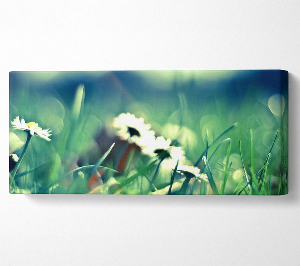 Daisies And Grass