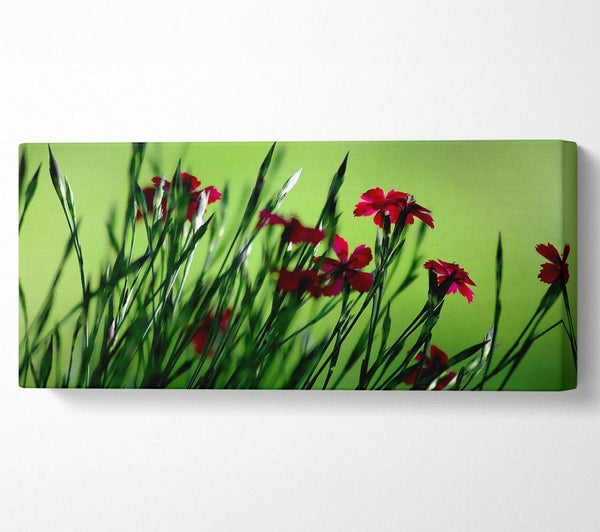 Kleine Feldblumen